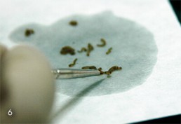 Foto colorida. Detalhe de larvas de mosquito sobre papel branco. Mão com instrumento toca uma delas.