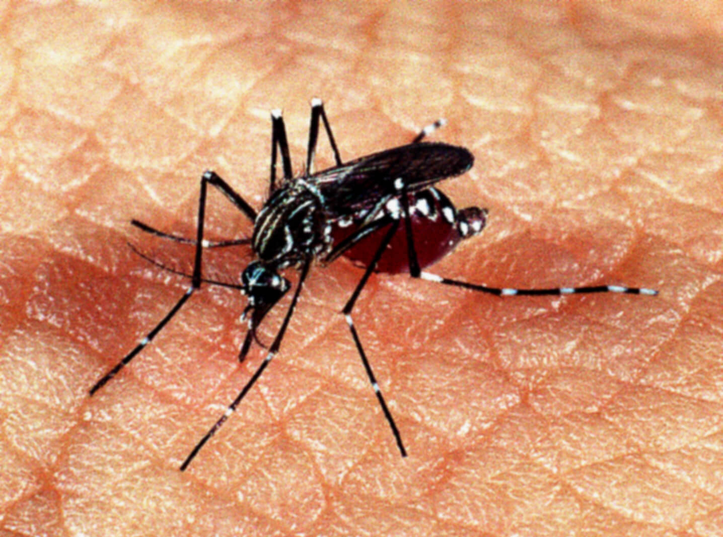 Foto aproximada do mosquito aedes aegypti sobre pele humana branca. Ele é preto e tem patas finas e longas com pontos brancos.